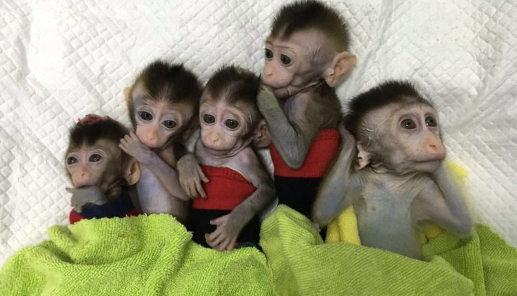 Cloning monkeys for research puts humans on a slippery ethical slope