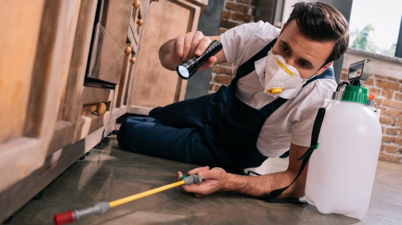 Pest Control Worker In Kitchen Cabinets