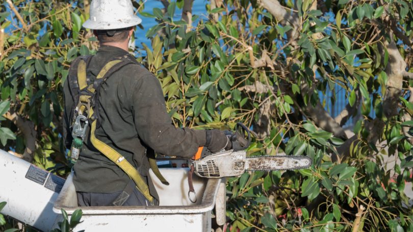 Tree Trimmer Helmet Cutting Branches