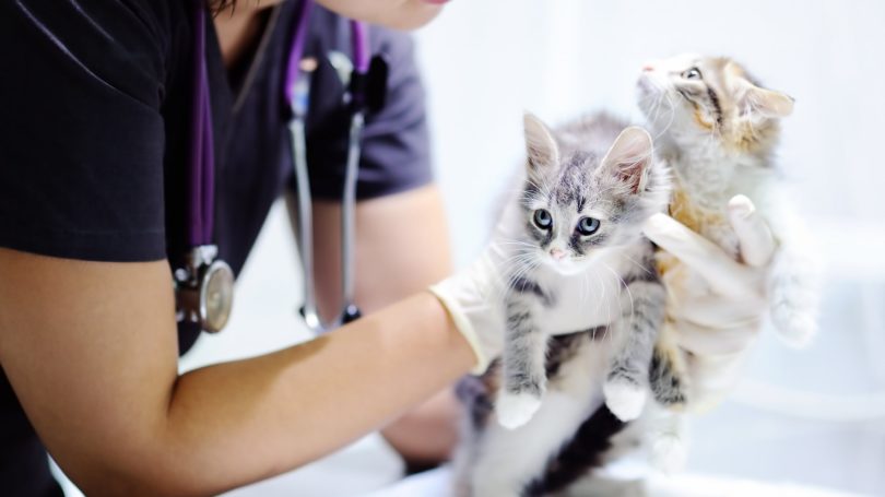 Veterinary Assistant Kittens Check Up